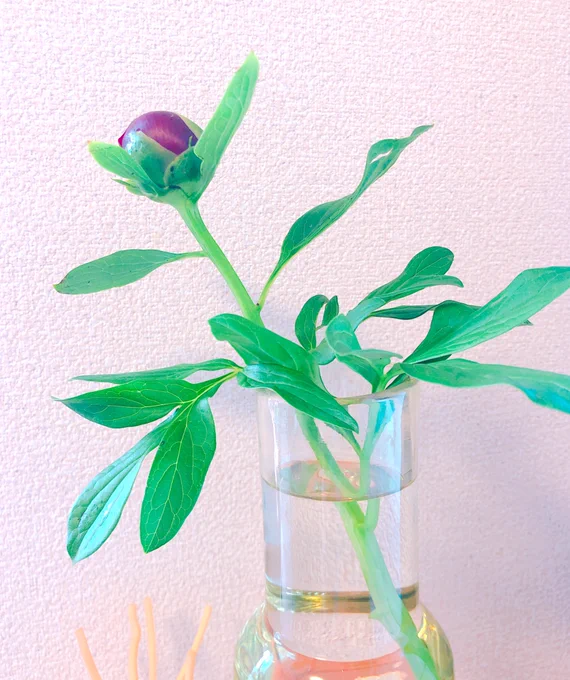 芍薬…美し過ぎません?咲くのが楽しみ。5月のお花です。 