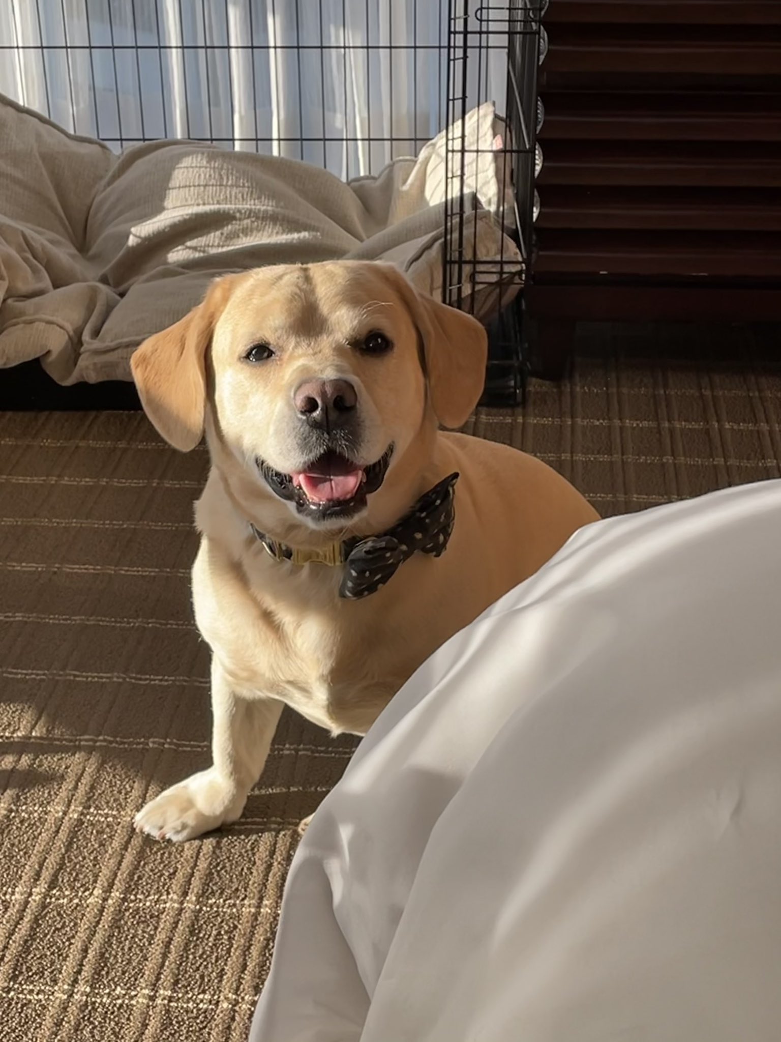 Labrador retriever cheap basset hound mix