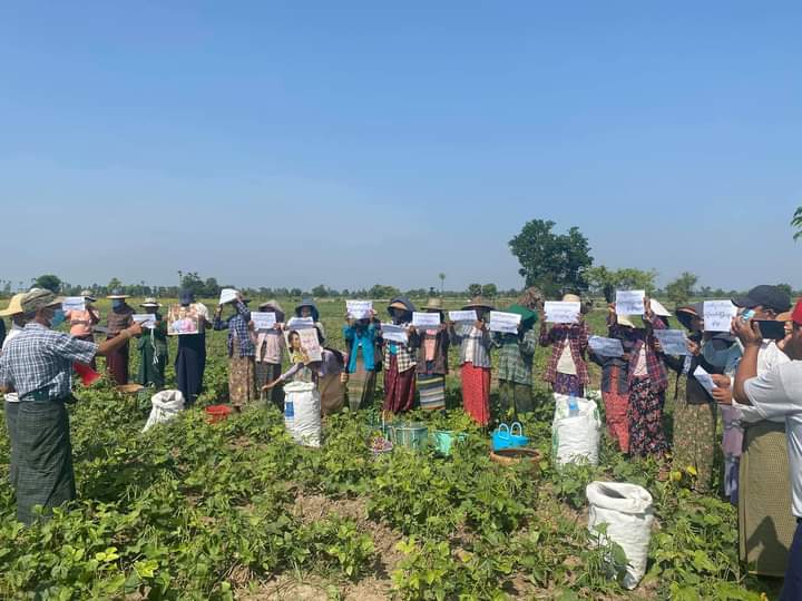 PhoneMinKhant20's tweet photo. Today, farmers in Zigone protested against the coup d'etat while picking beans.
#WhatsHappeningInMyanmar
#May15Coup https://t.co/9FqTaufvMo