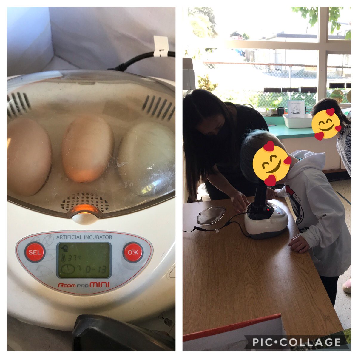 Jennifer Wong (@jenntangwong) on Twitter photo The excitement of roly-poly-bugs at Chatwin Park & the arrival of our highly anticipated chicks (T-13 days to hatch!) <a href="/HollyburnSchool/">Hollyburn Elementary School</a> #westvaned The excitement of roly-poly-bugs at Chatwin Park & the arrival of our highly anticipated chicks (T-13 days to hatch!) <a href="/HollyburnSchool/">Hollyburn Elementary School</a> #westvaned