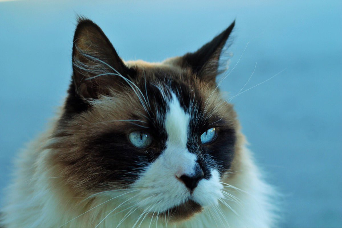 Xaannyyy's tweet photo. This dude is 17 years old today. That’s frikin 84 in cat years! I’ve had this cat since he was one or two. 😻 https://t.co/EN4dBNMfgS