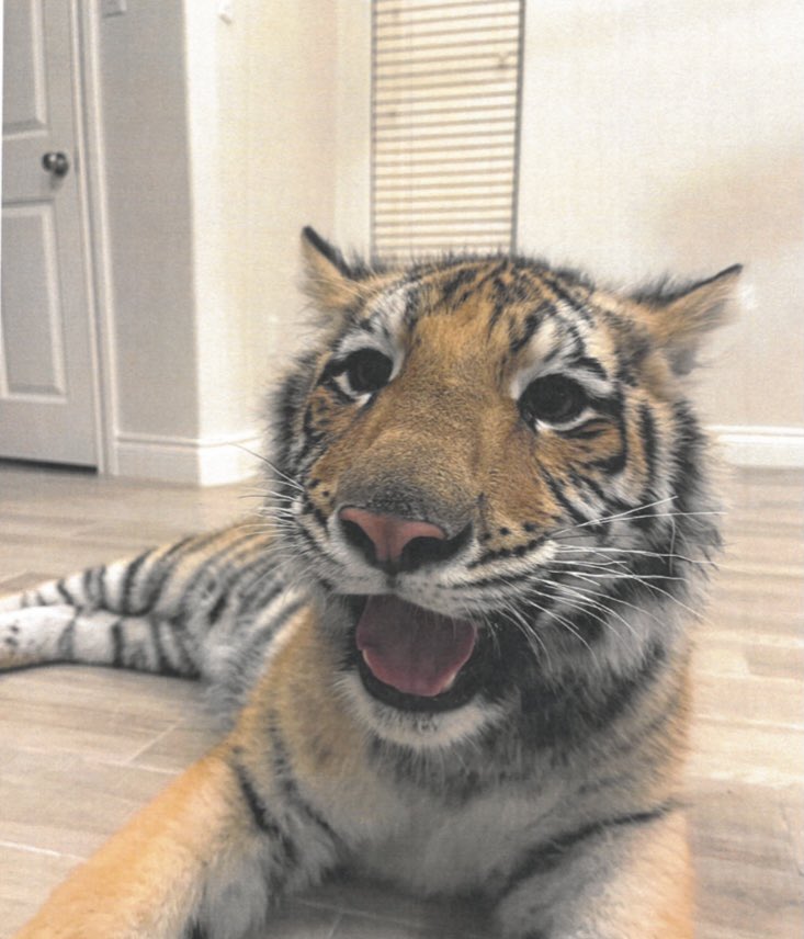 MattSeedorff's tweet photo. MISSING: Houston’s missing tiger named India hasn’t been seen since last Sunday. Call police if you have any information.
@carole_baskin is offering a $5,000 reward for information that leads to the safe rescue of India. #houston #missingtiger https://t.co/XuVVhGF0il