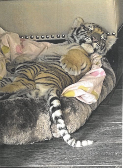 MattSeedorff's tweet photo. MISSING: Houston’s missing tiger named India hasn’t been seen since last Sunday. Call police if you have any information.
@carole_baskin is offering a $5,000 reward for information that leads to the safe rescue of India. #houston #missingtiger https://t.co/XuVVhGF0il