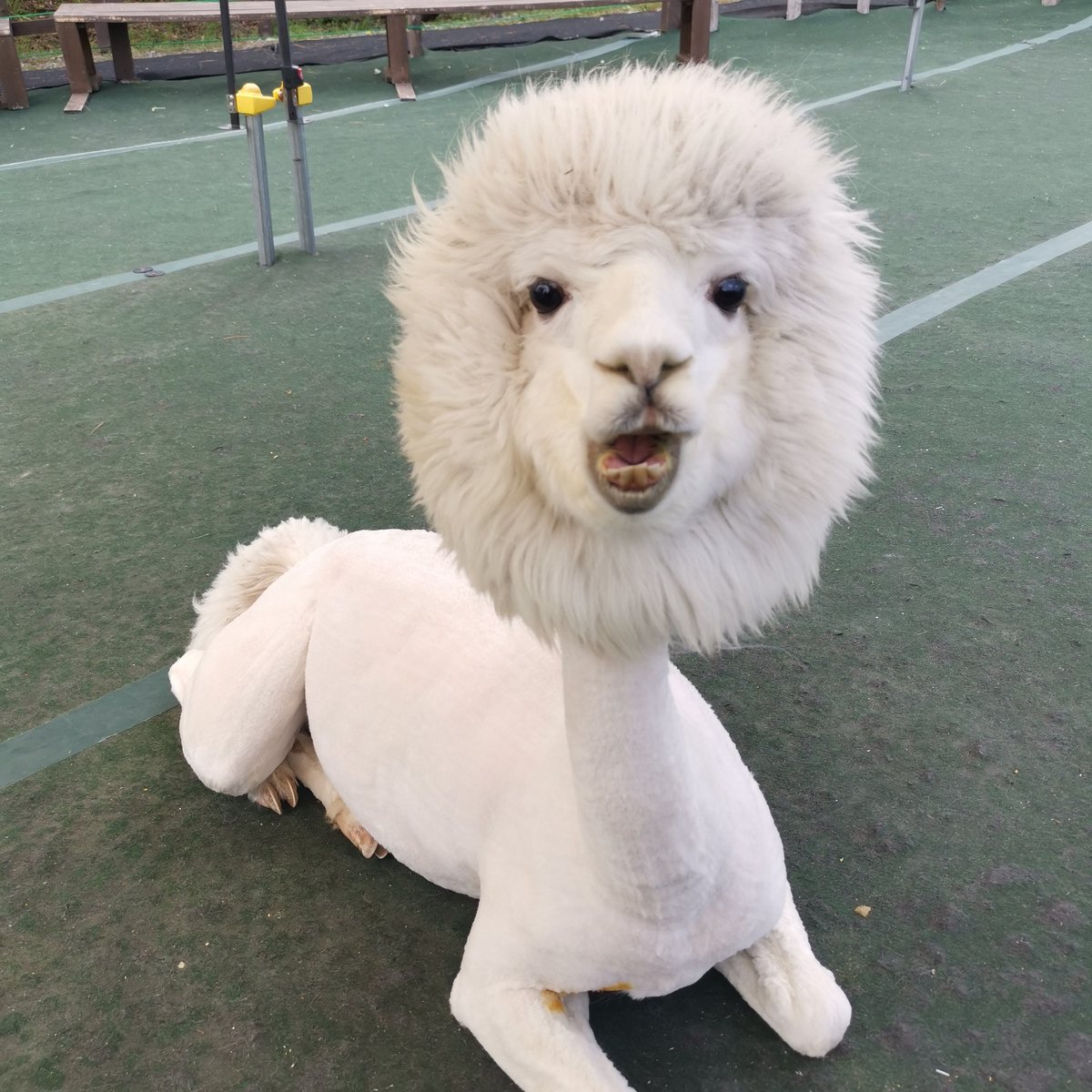 八ヶ岳アルパカ牧場 Yatz Alpacafarm Twitter