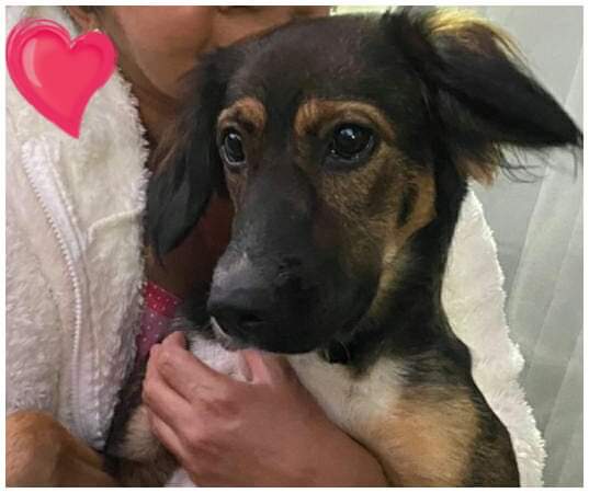 Caso externo, nutella me perdi hace 15 dias. Si alguien me ha visto este es el numero de mi mami 946908706. Te extraño mi bebe. Tiene 1 año. Y es super cariñosa. Me perdi en Macul entre froilan roa y ezequiel fernandez