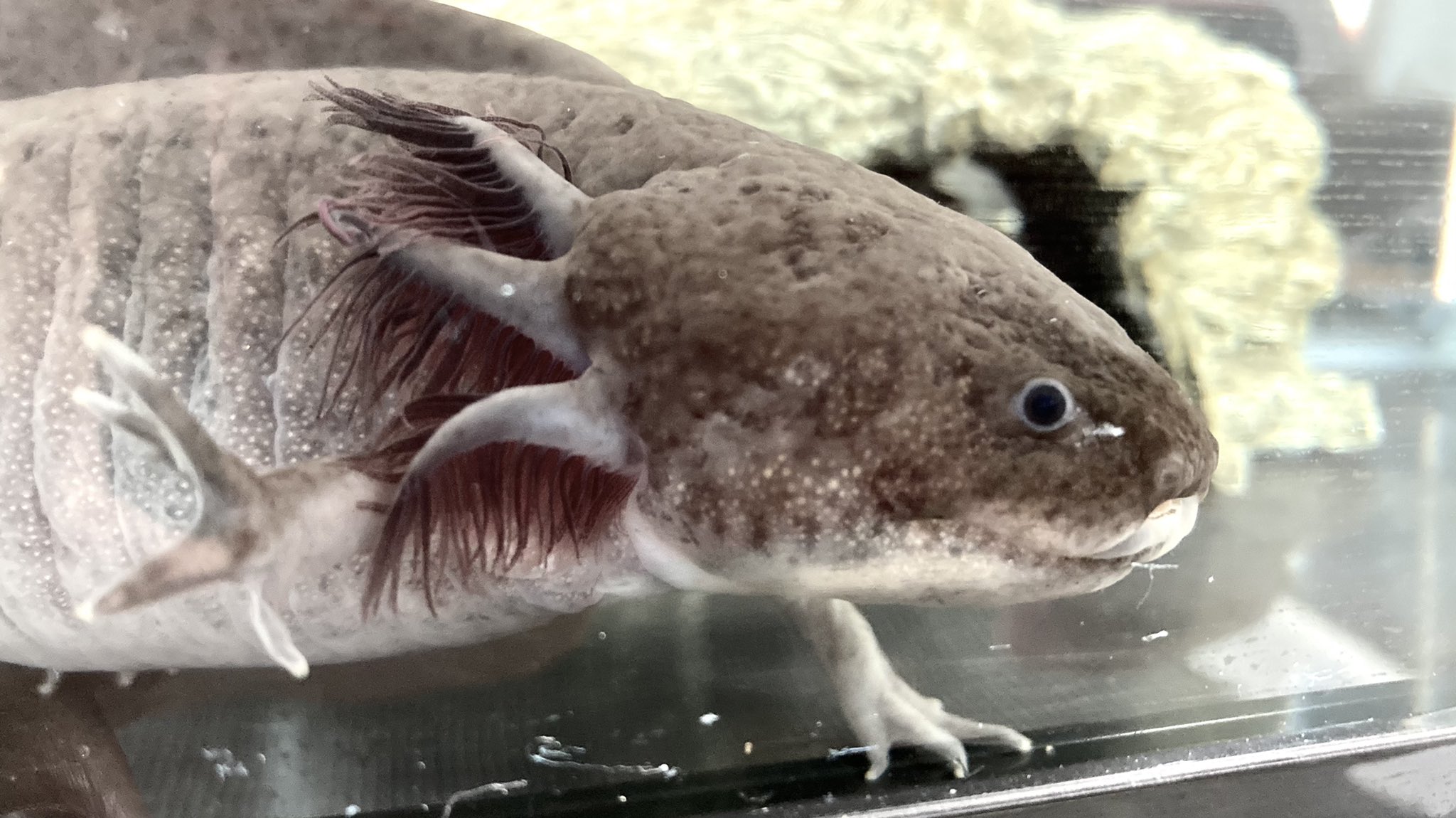 Yochan 淡水 海水魚飼育 Yochan Fish Twitter