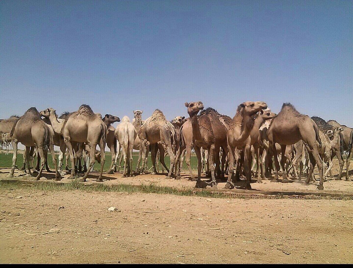 Aalshuwyalei's tweet photo. 8️⃣0️⃣

وتشكل قبائل بني رشيد النسبة الكبرى بما لا يقل عن ٨٠٪ من نسبة البدو في الواحات الداخلة في الوادي الجديد ، وتملك ثروة كبيرة من الإبل. https://t.co/p6EghiYR3R
