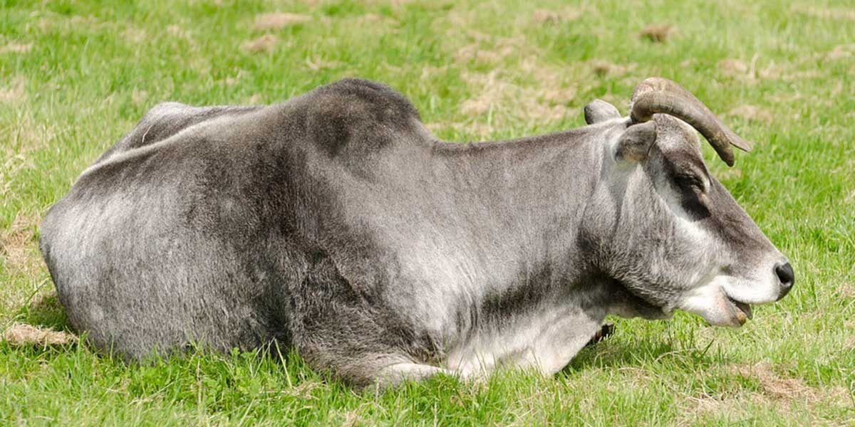 hourly cows (@hourlycows_) on Twitter photo 