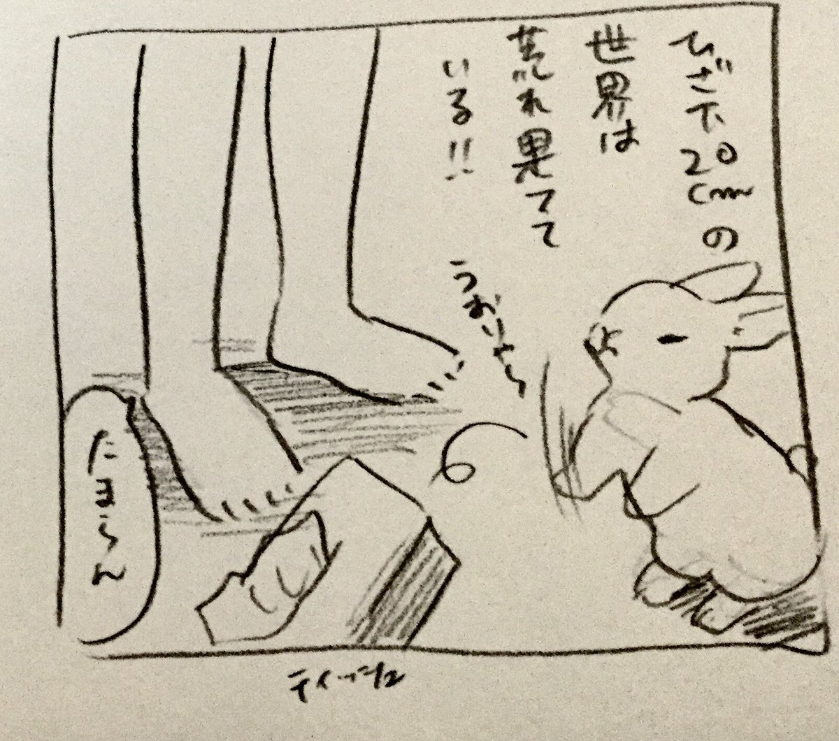 暴れうさぎ、きんちゃんの恐ろしき日々 