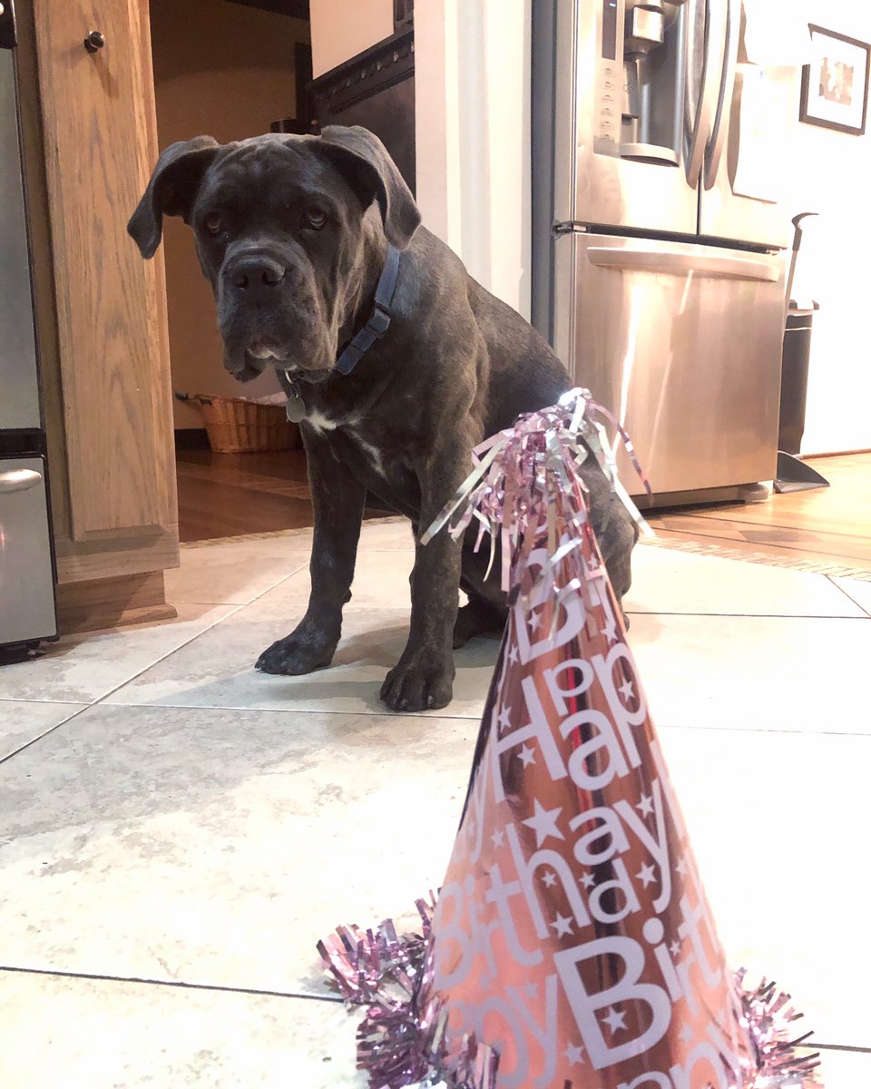 stephnthecity's tweet photo. Guess whose 6 months old today and still a big ole baby? This girl. #koahthecanecorse #italianmastiff #mastiff #mastiffpuppy #puppy #puppylove #bluebrindle #canecorso #canecorsofans #guarddog #nashville https://t.co/fo48yyqjRc