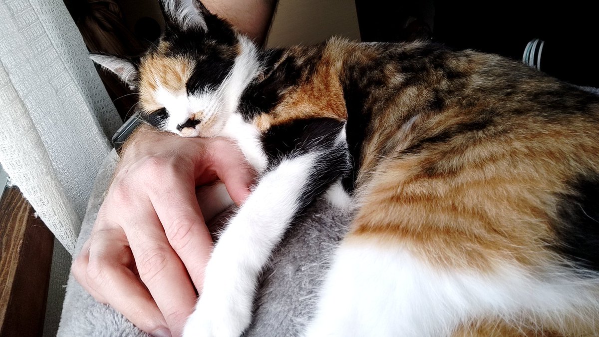 マヨネーズ猫 (@BrI3976TJ8G8Ysv) / Twitter