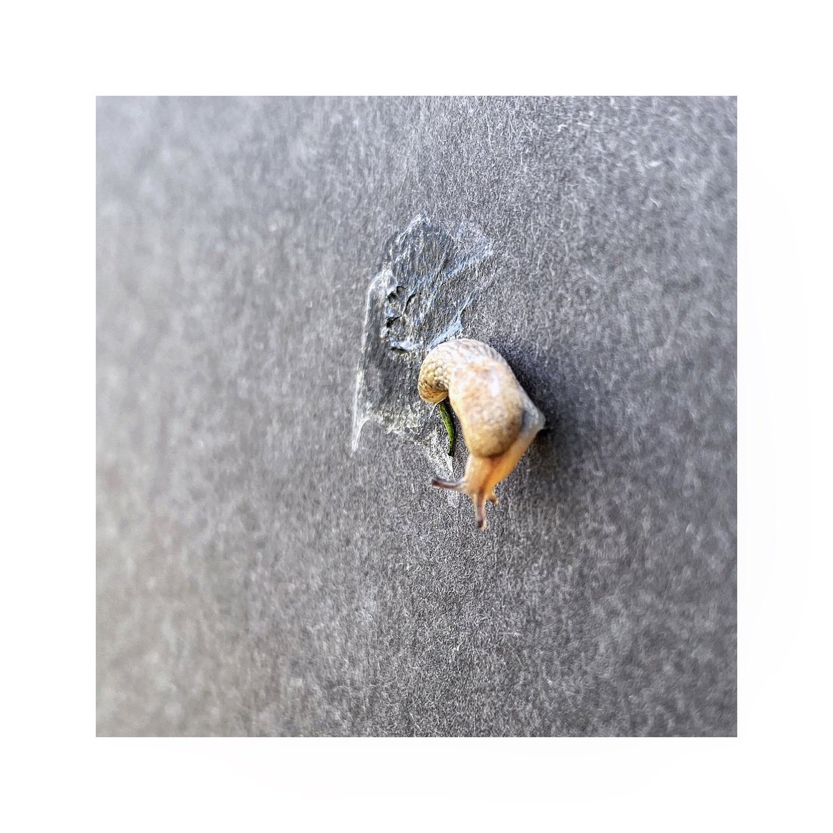 Raftazzi's tweet photo. Starting my weekend like this tiny slug. Very slowly! #weekend #slowmotion https://t.co/mUYVL10JEL