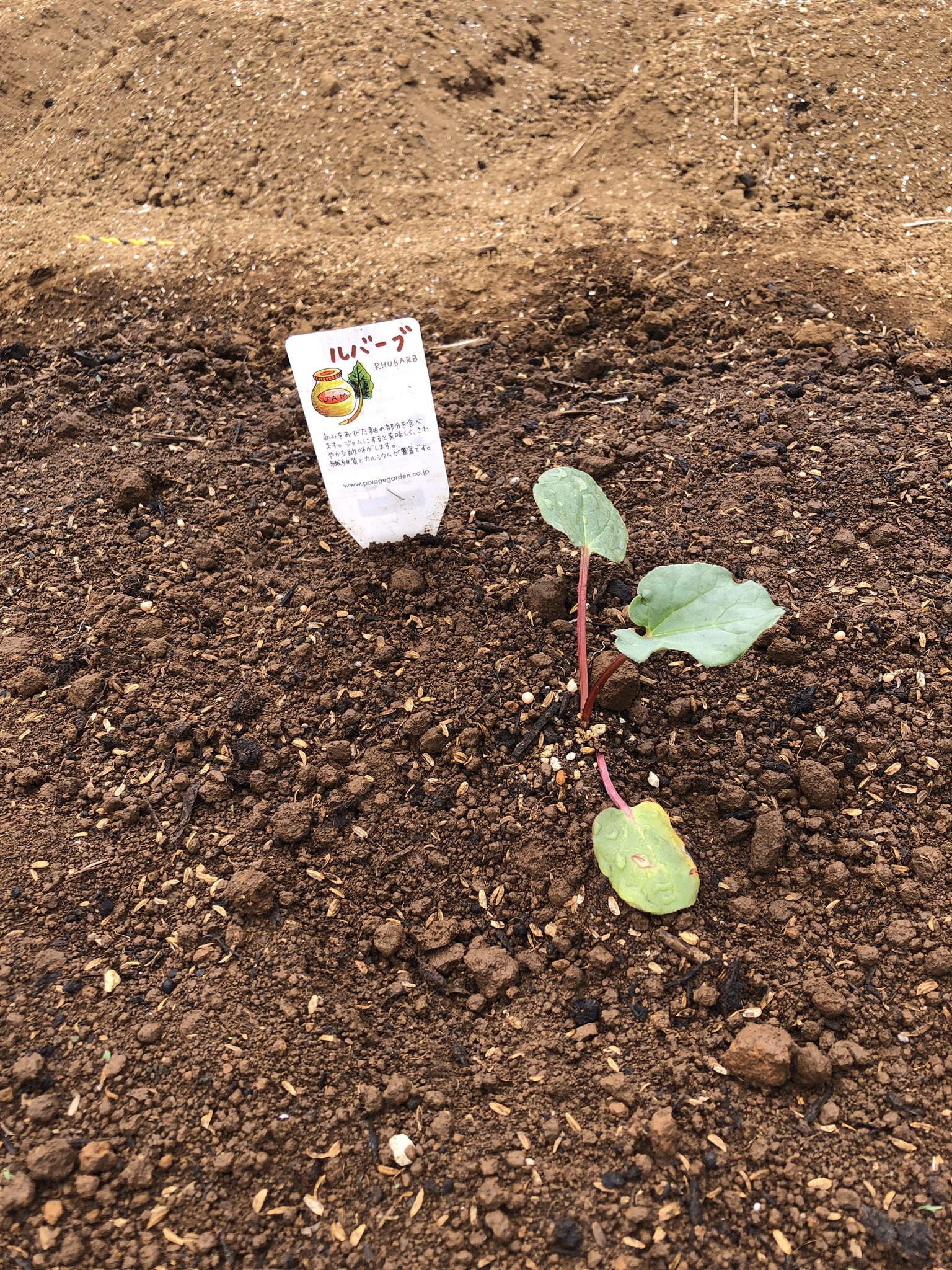 りねん ズッキーニまみれ 夫がきれいにしてくれた畑と 植え付け待ちの苗達 私のルバーブはもう少し育ってからねー りねん農園 T Co Ndbabjvxjz Twitter