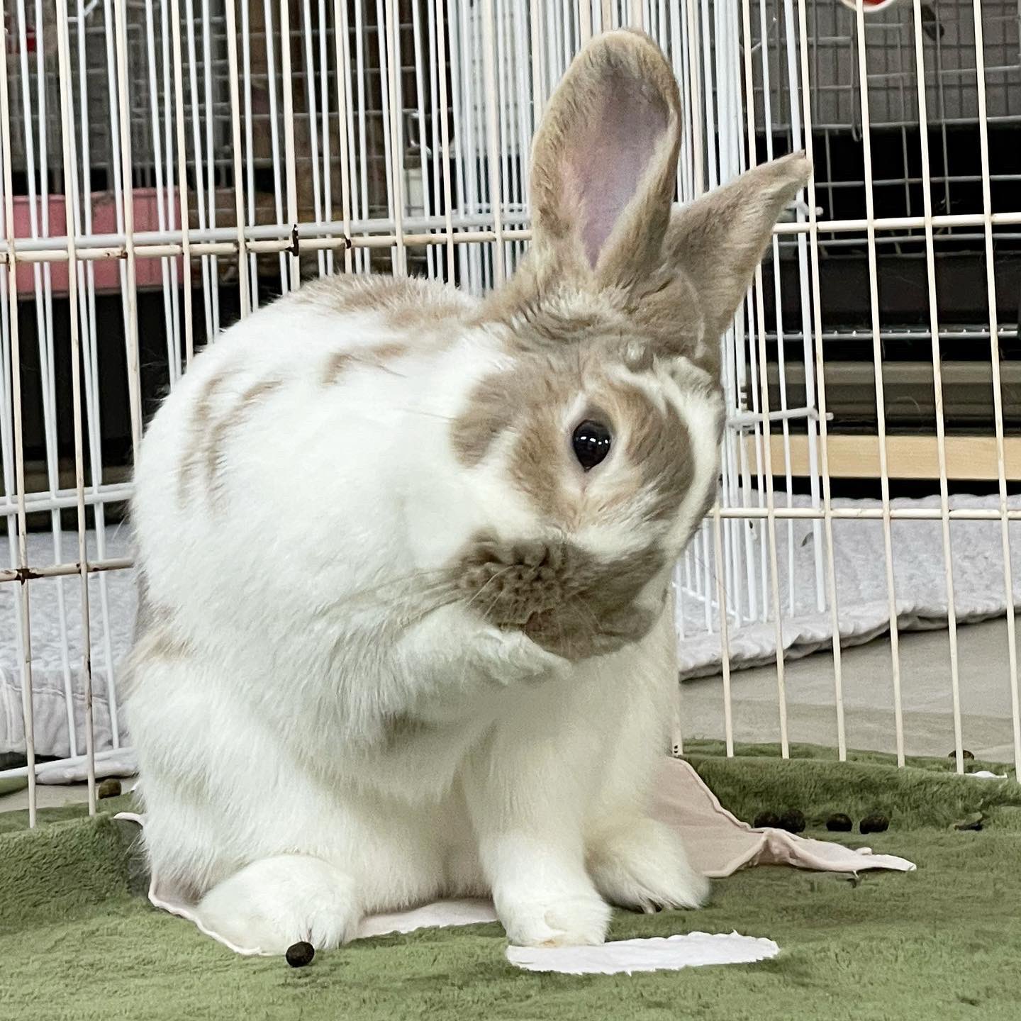 Save The Rabbits おほほほ と笑っているわけではなく 身だしなみを整えているモンちゃんです うさぎのモントリオール 里親募集中 里親募集 里親募集 関西 里親募集 大阪 里親募集 兵庫 保護うさぎ うさぎ うさぎのいる生活 T Co