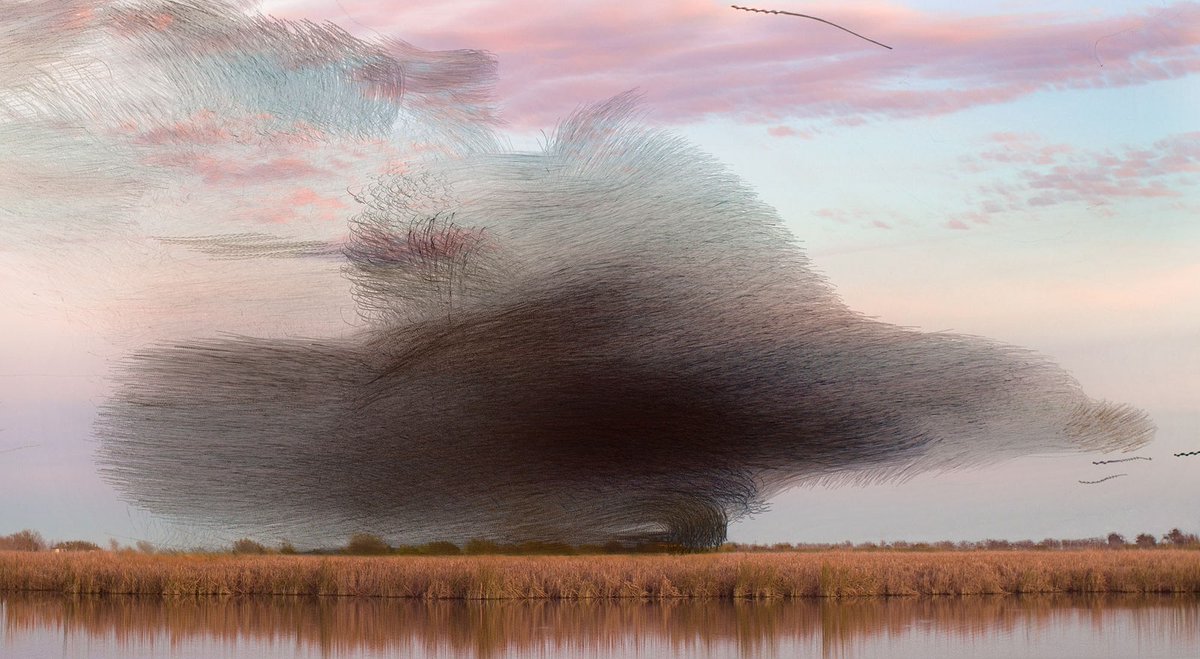 WIRED's tweet photo. At sunset in winter in Spain, thousands of starlings gather in enormous flocks, named murmurations for the fluttering thunder of their wings. Photographer Xavi Bou condenses several seconds of movement into a single frame to capture their flight—and fight: https://t.co/vbqQ44KKPI https://t.co/vlWpAWERkR