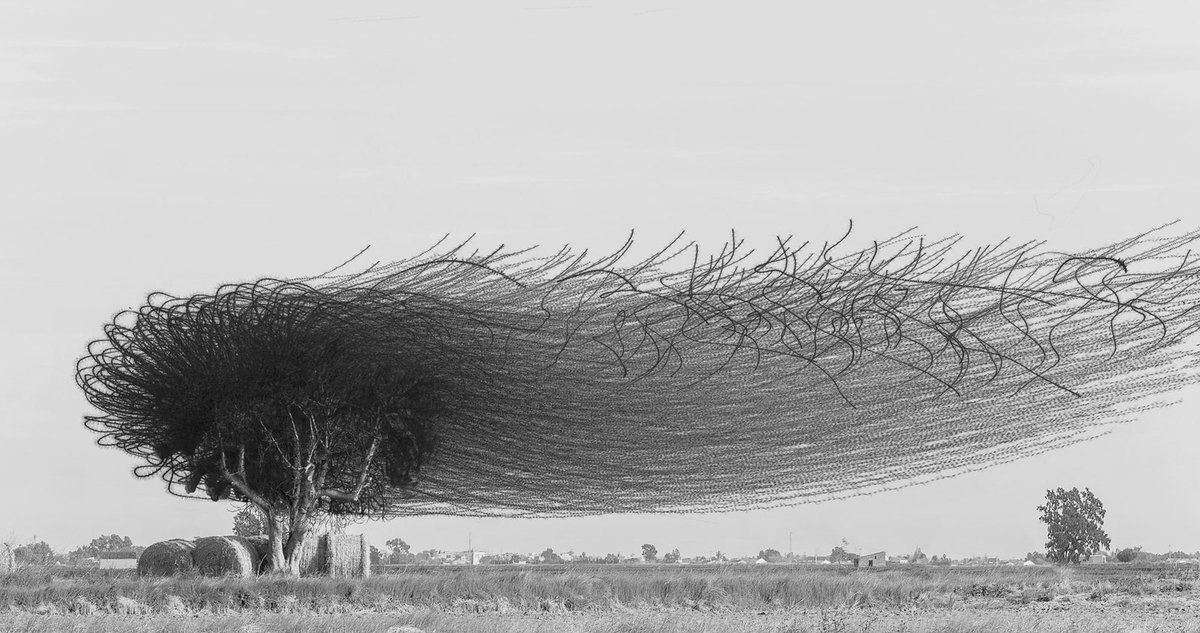 WIRED's tweet photo. At sunset in winter in Spain, thousands of starlings gather in enormous flocks, named murmurations for the fluttering thunder of their wings. Photographer Xavi Bou condenses several seconds of movement into a single frame to capture their flight—and fight: https://t.co/vbqQ44KKPI https://t.co/vlWpAWERkR