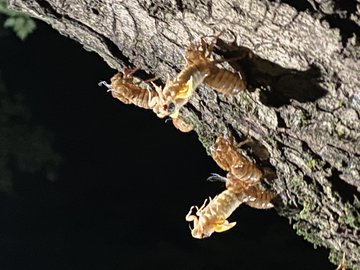 周期ゼミは日本にいる 生息地はどこ 成虫の寿命の長さやセミを食べる説も気になる ぷけっこブログ