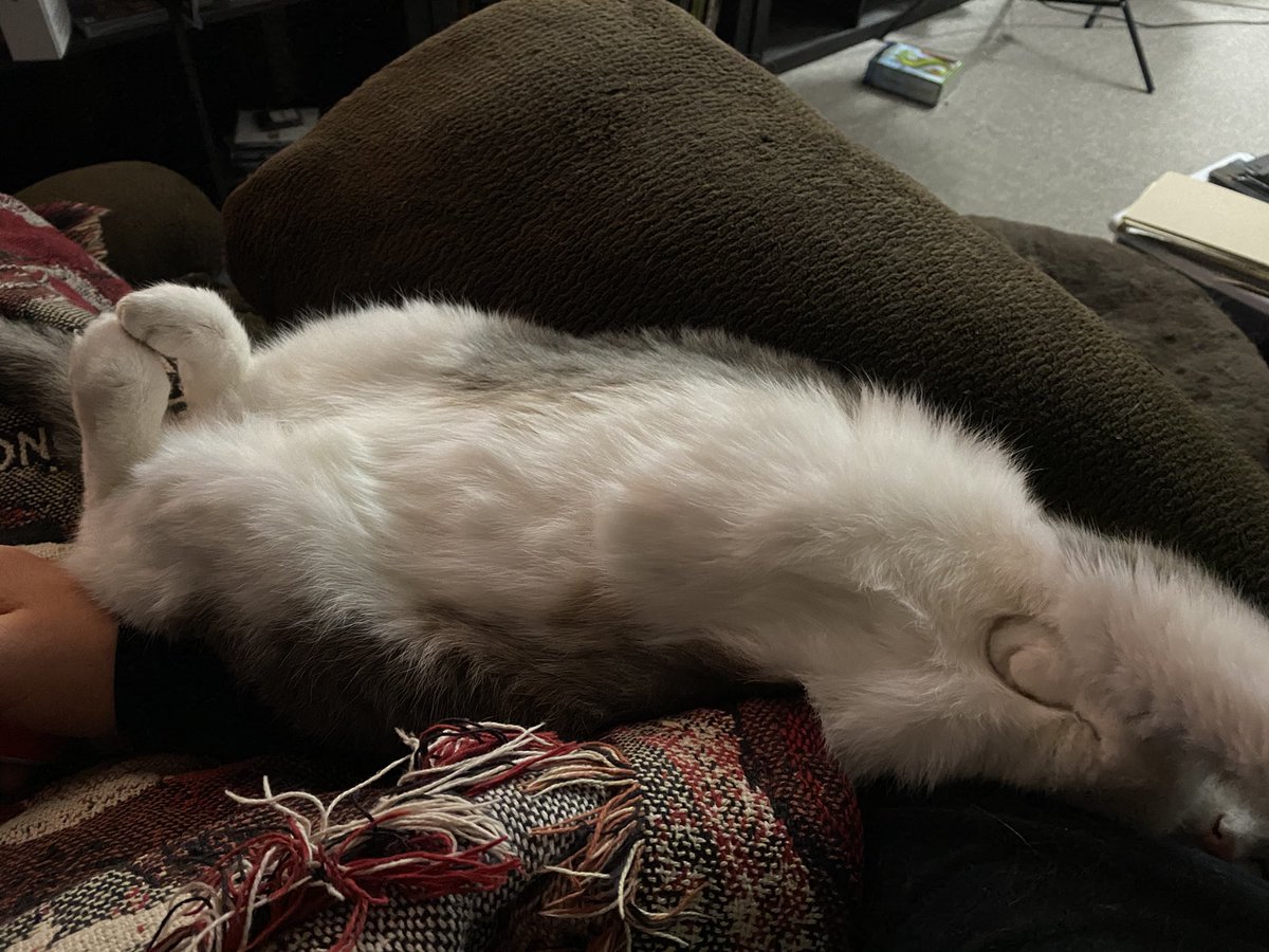 EvilFuGuru's tweet photo. Time for a few hours of gaming. Controller? Check. Cat contorted in a ridiculous position sleeping on you? Check.
Arm falling asleep? Check.
#GamePartners https://t.co/yLhaaryPB5