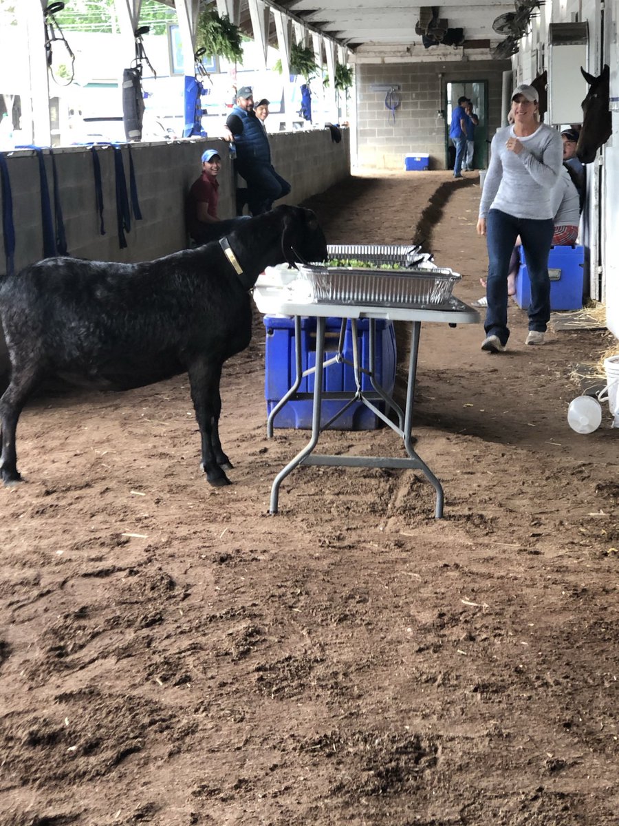 1_misterman's tweet photo. Barn party, for me! #stopthatMrMan #MrMan #Party #TeamCox #HappyPreakness @JorgitoAbrego @ChurchillDowns @PimlicoRC #TDDance https://t.co/GYU6qw0qbm