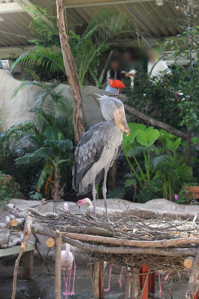 初めましてのアサラト写真を見つけた。この翌日に亡くなってしまうなんて…
📷2018.08.18
#那須どうぶつ王国 #ハシビロコウ #アサラト