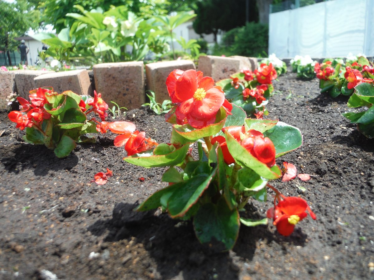 都立篠崎公園 على تويتر サービスセンター前花壇の花を植え替えました 夏に強い花のベコニアとコリウスです 鮮やかな色で 花壇が夏らしくなりました ベコニア コリウス 花壇 篠崎公園 都立篠崎公園 على تويتر サービスセンター前花壇の花を植え替えました 夏に強い花のベコニアとコリウスです 鮮やかな色で 花壇が夏らしくなりました ベコニア コリウス 花壇 篠崎公園