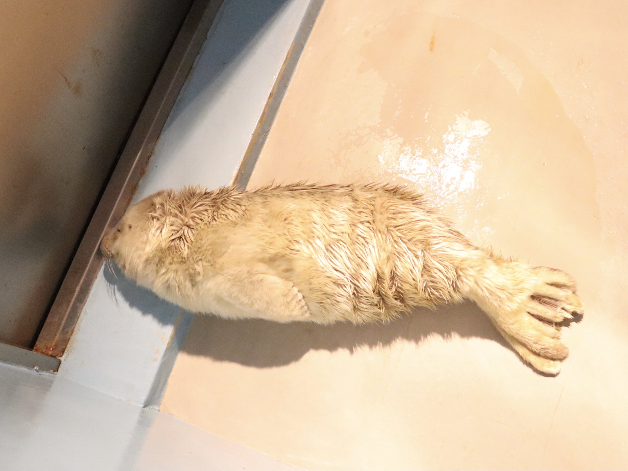豊橋総合動植物公園 のんほいパーク えびフライならぬ アザフライ もなかの愛情たっぷりで コロコロ ムチムチになりました のんほいパーク 豊橋 動物園 アザラシ ゴマフアザラシ もなかの赤ちゃん 赤ちゃん ムチムチ ふわふわ