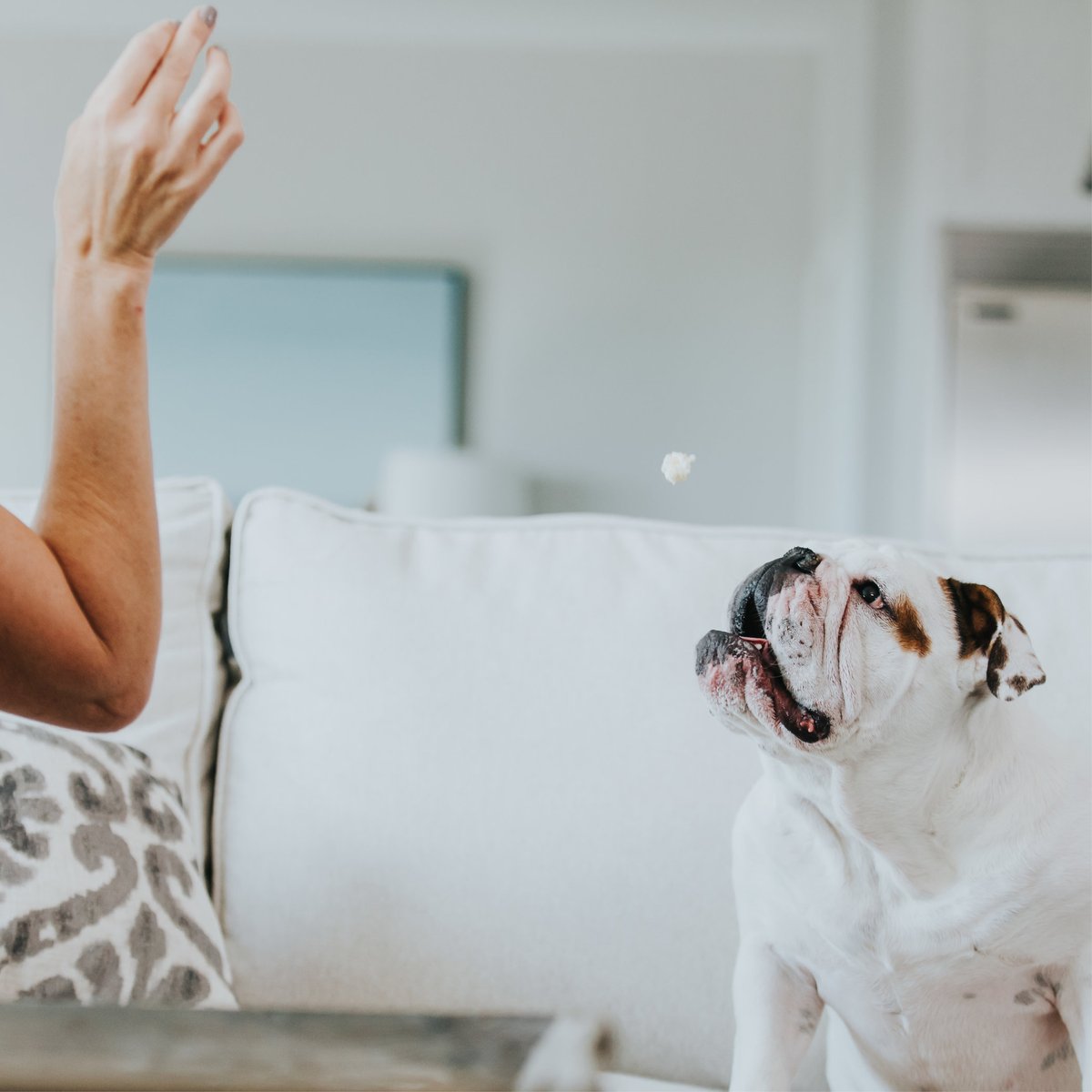 toss_ups's tweet photo. To-Do: Walk, sleep, #Snacktivity, repeat. 🐾🍿

Get your favorite snack here: https://t.co/d9s7JTVp2v

#TossUps™ #BullDog #Dog #DogPack #DogCommunity #SaturdayActivity #DogLife #RuffLife #AmericanBullDog #Dogs #DogTreats #Popcorn #DogTraining #PetProduct #DogSnack https://t.co/4eFQYzivUk