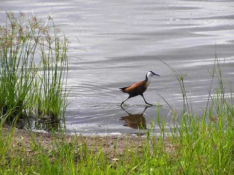 Jesus bird #AfricanJacana