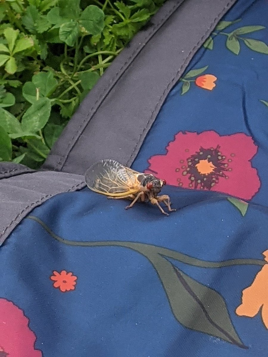 mo_spells's tweet photo. @kdrabinski So many!!! We had a cute visitor at our morning picnic. https://t.co/Mnxv9ZUZwR