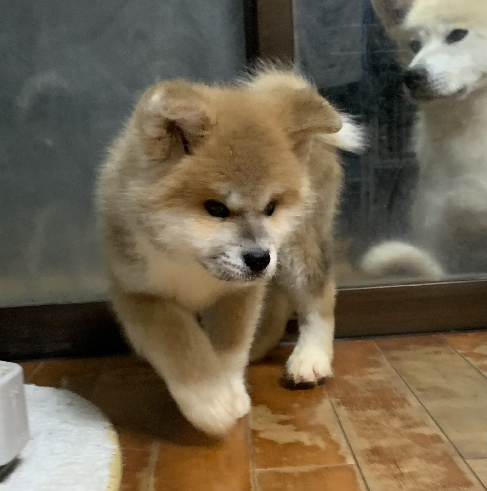 ひーちゃん 帝王切開で生まれた三兄妹 この子だけ息がありました 初日から完全哺乳で初乳も飲めていなかったけど無事に生後2ヶ月を迎えることができ 今や立派なガジガジ怪獣 秋田犬 秋田犬仔犬 完全哺乳 帝王切開 生後2ヶ月 薩摩日登美犬舎 九州 ひーちゃん 帝王切開で生まれた三兄妹 この子だけ息がありました 初日から完全哺乳で初乳も飲めていなかったけど無事に生後2ヶ月を迎えることができ 今や立派なガジガジ怪獣 秋田犬 秋田犬仔犬 完全哺乳 帝王切開 生後2ヶ月 薩摩日登美犬舎 九州