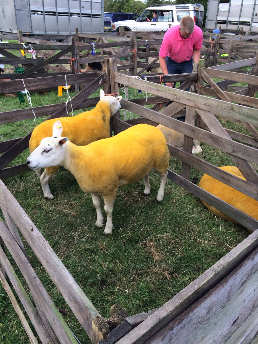 WeetonShowNews's tweet photo. Something for all the family at the Weeton Show 18th July.
ππΈππ₯¦π°π»π·ππͺπ¨πΊππ₯π§βπΎπ©βπΎπππ
Tickets available soon! Competitors welcome! #weetonshow #familyfun #VillageShow https://t.co/9sxlNhbmnE