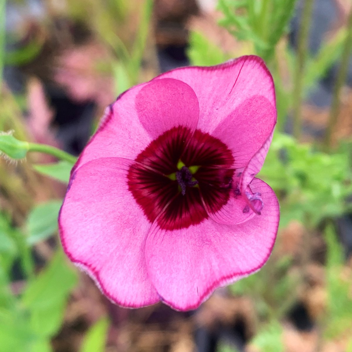 I had a wonderful visit to see @JekkaMcVicar this week and get the final plans in line for #HerbFest this July! There’s a fantastic lineup with @mattbigg, @cmcollins_hort, @MarkDiacono, @charlesdowding, @SallyNex, @NaomiSlade @gardendesigner1 @gardenbarbara @_alexandranoble +more