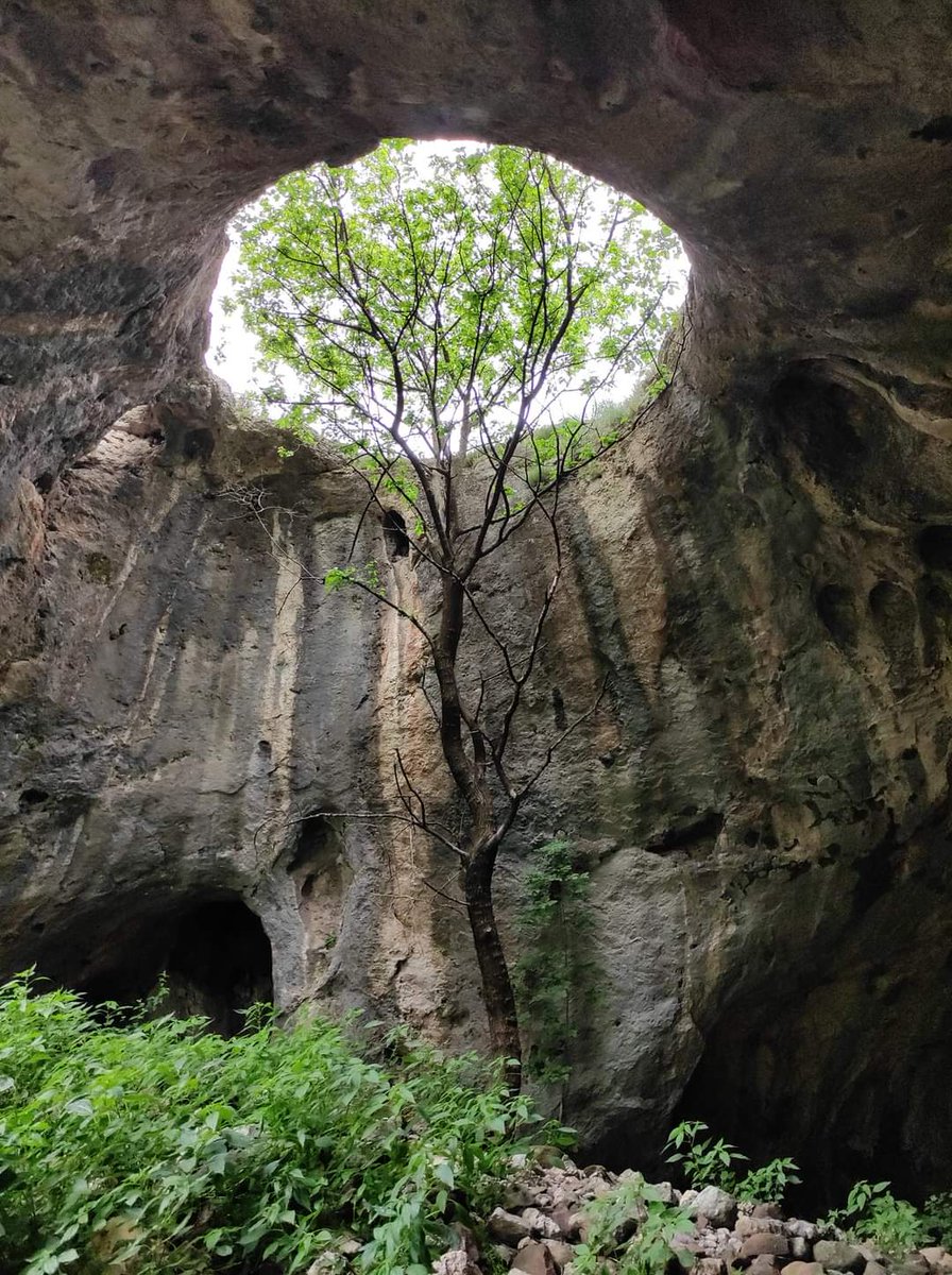 SantosNikolay's tweet image. Пещерата с дървото до с. Ботуня, Враца