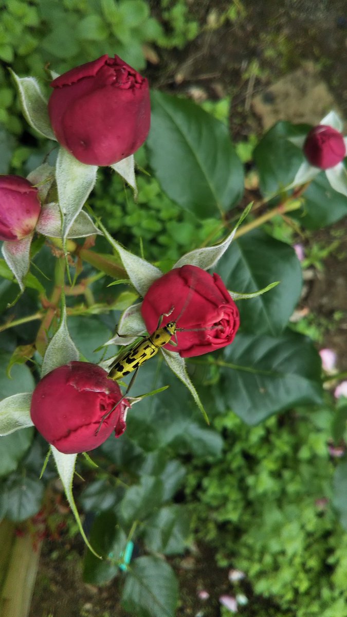 佐倉草ぶえの丘バラ園 Twitter Search