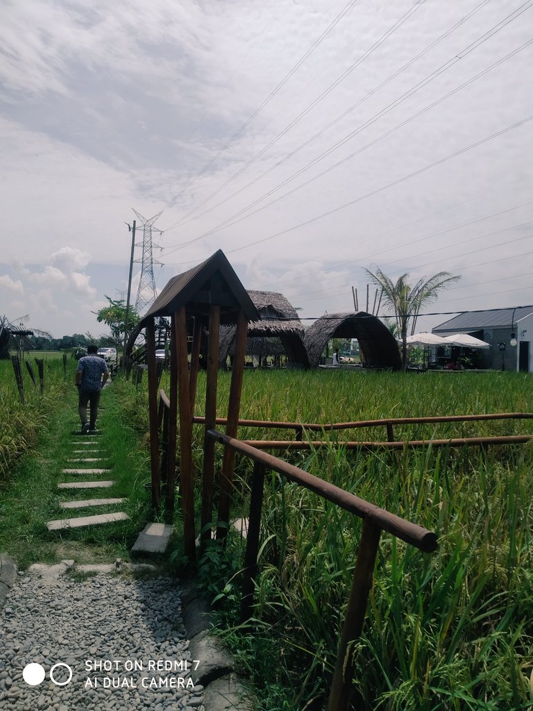 Siantoreandy's tweet photo. Aku akan datang lagi utk Panen padi ini https://t.co/zJX0WGW4S5