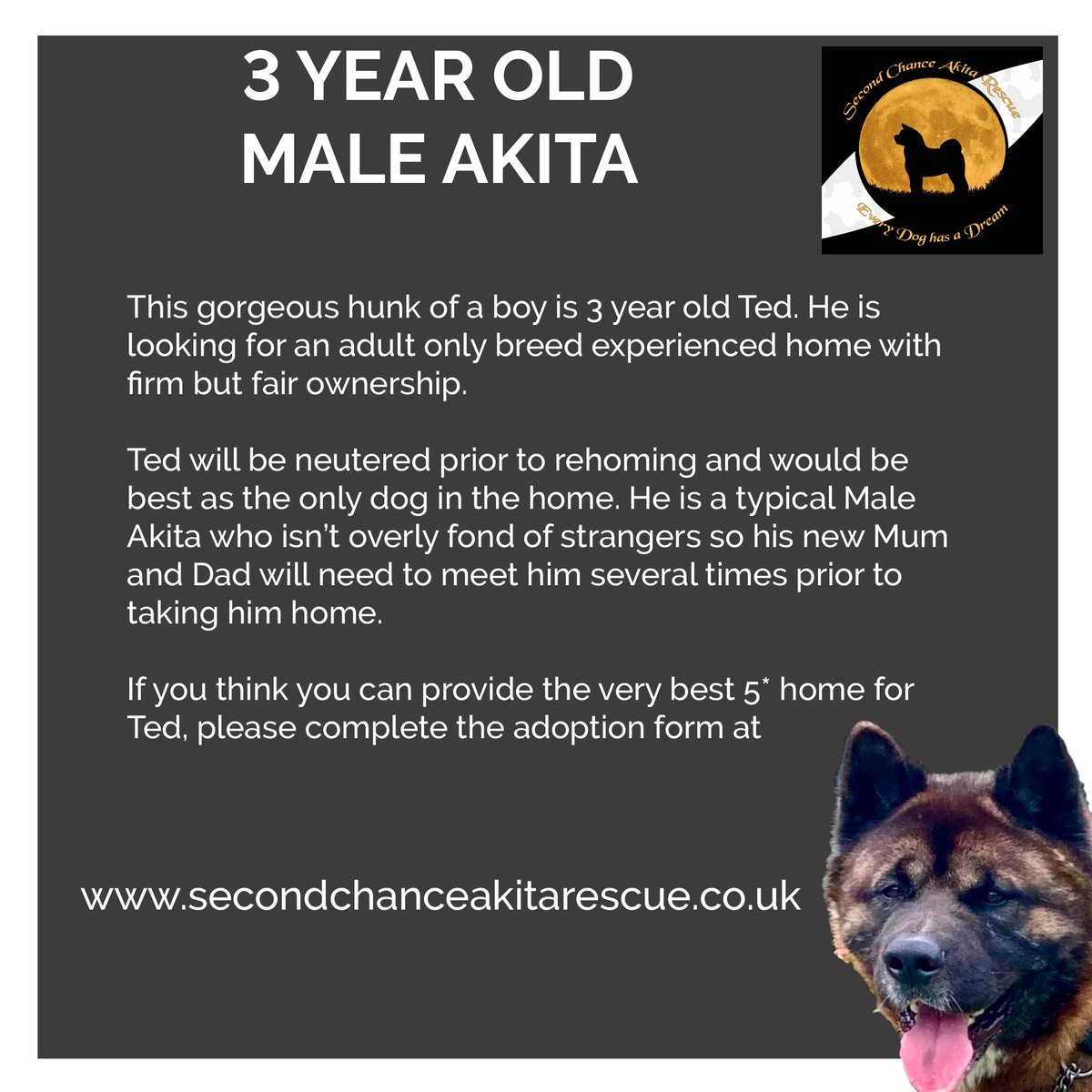 Today we have the gorgeous Ted to share with you. Ted is looking for a Adult only breed experience home. If you think you can offer Ted a Five star home, please visit the website for more details.  Please RT. #rescueakita #akita #AdoptDontShop #akitarescue #secondchance #SCAR