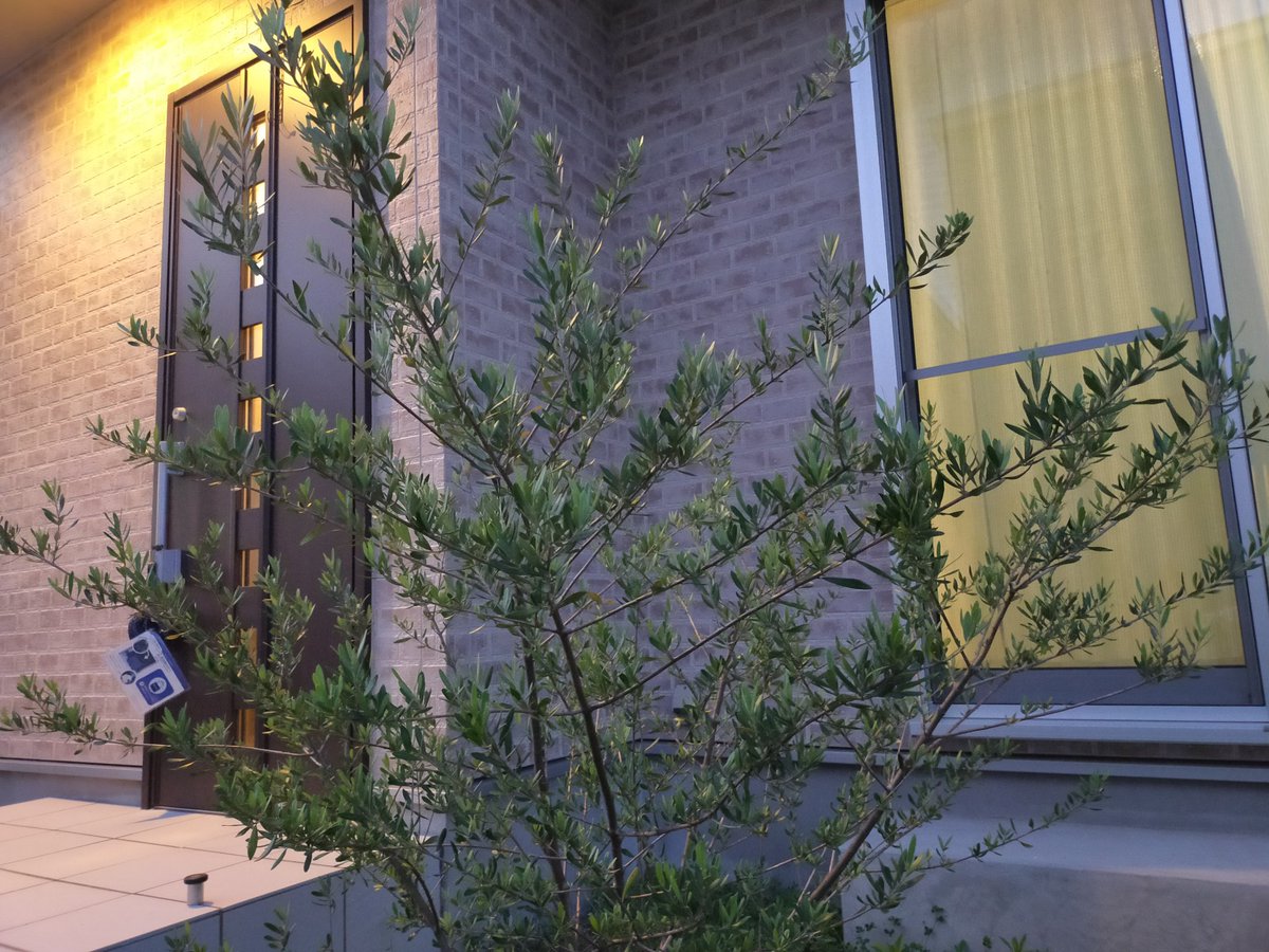 聖なる地鶏ver Zip A Twitter オリーブの木があります 3歳の息子が生まれた年に植えた 息子と同い年の樹齢です たぶん あと 母の日で妻にプレゼントしたカーネーションの鉢植えもまだ生きてます ﾟ ﾟ Crvt778 Zipfm