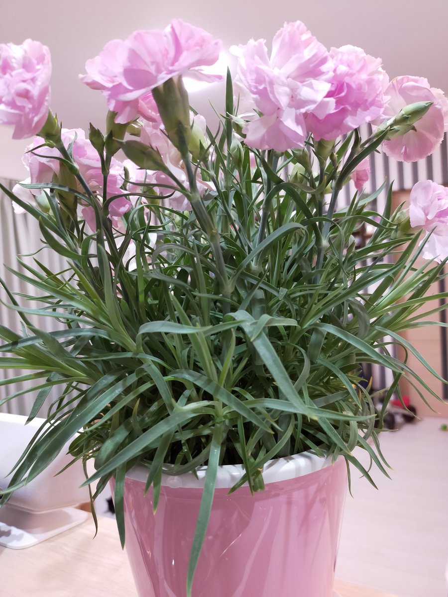 聖なる地鶏ver Zip A Twitter オリーブの木があります 3歳の息子が生まれた年に植えた 息子と同い年の樹齢です たぶん あと 母の日で妻にプレゼントしたカーネーションの鉢植えもまだ生きてます ﾟ ﾟ Crvt778 Zipfm