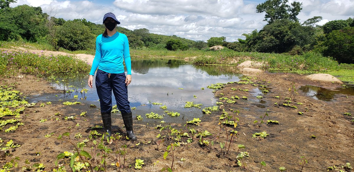 Curu River during wet season. #intermittenRivers #drylands #1000IRP