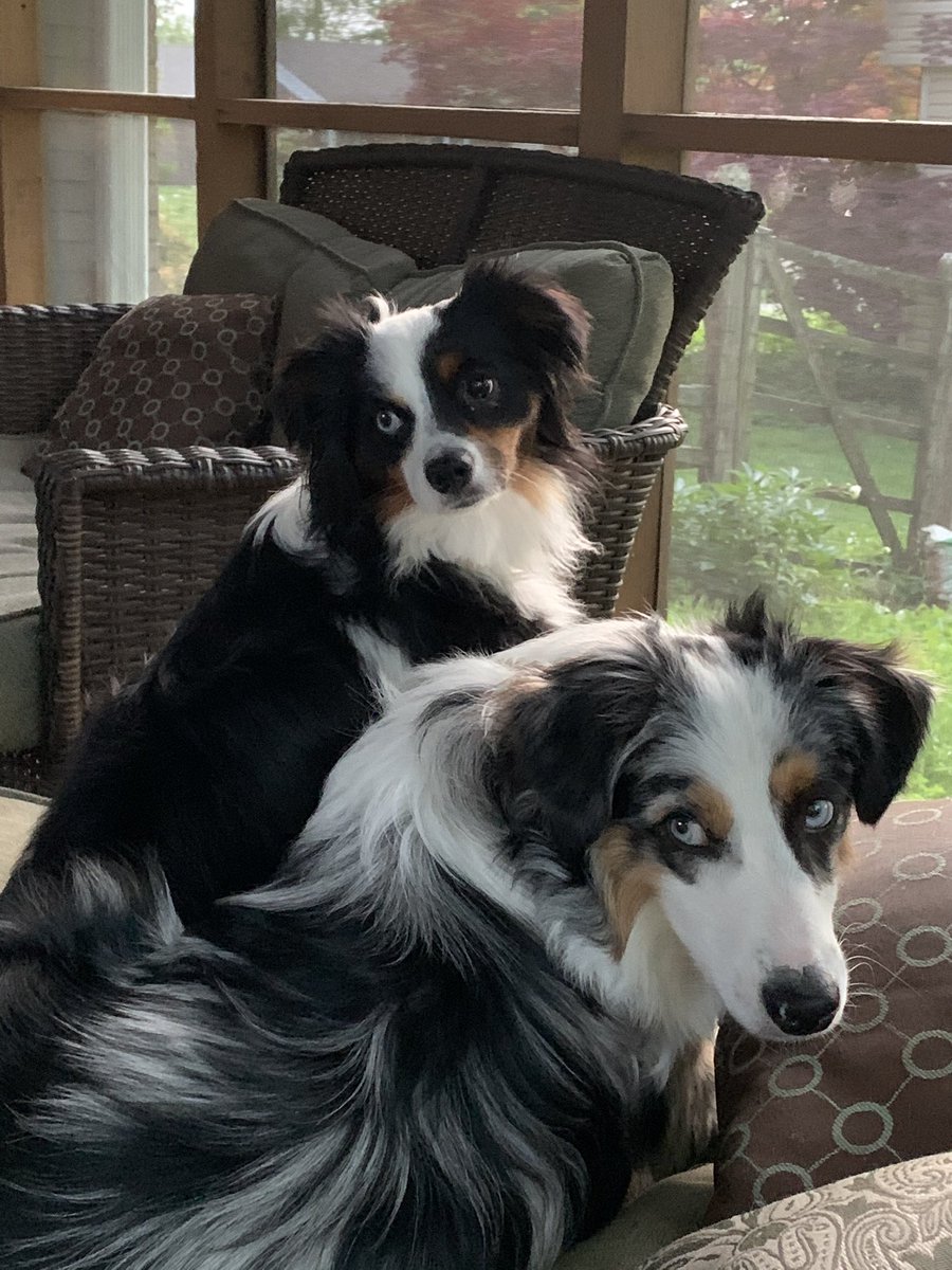 CT_Consults's tweet photo. While they seem quiet at the moment, these two could give @RowdyWSU a run for the money #RaiderPups #PostYourPup @wrightstate https://t.co/DgAtZaAHDu