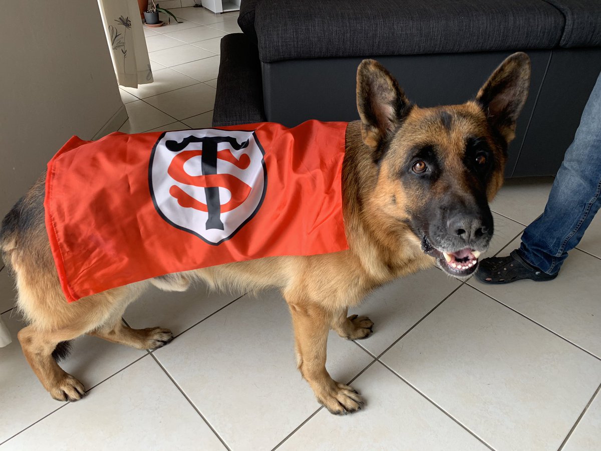 Mon chien en mode supporter ♥️🖤