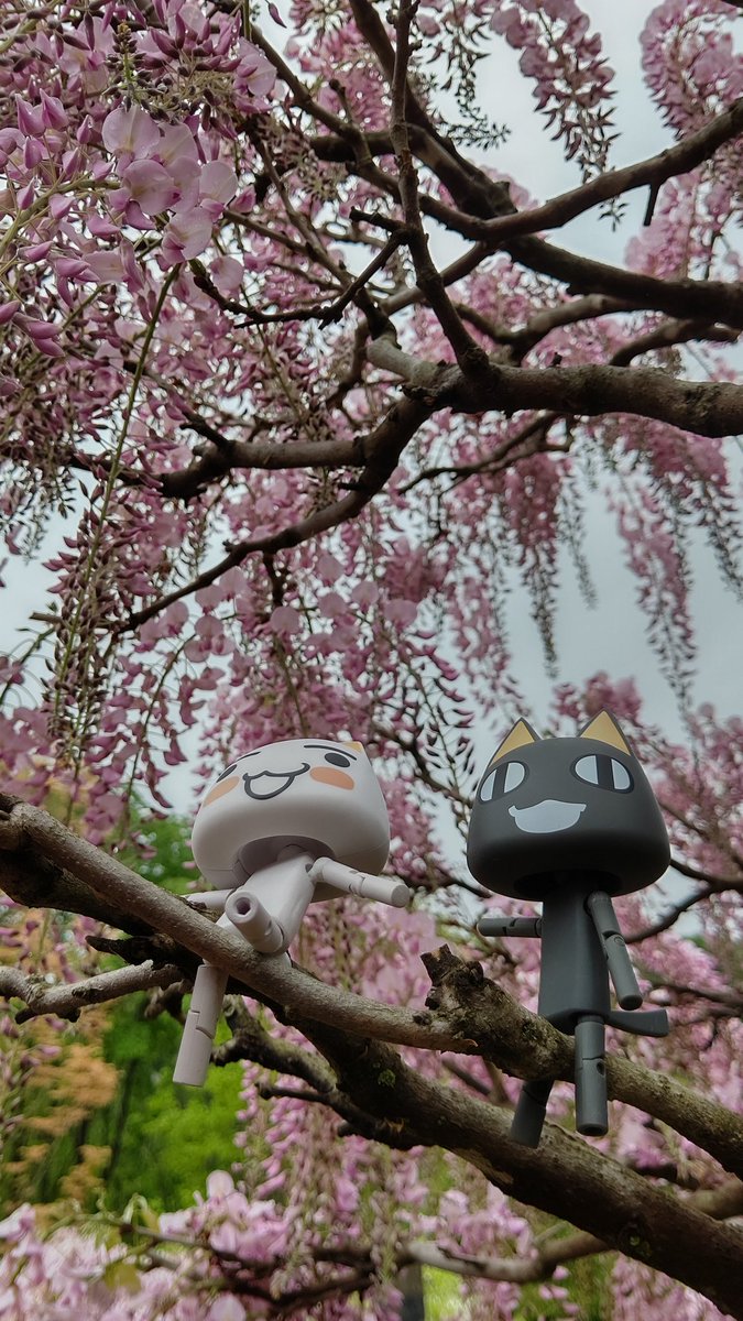 Twoucan 藤の花 の注目ツイート イラスト マンガ コスプレ モデル Twoucan 藤の花 の注目ツイート イラスト マンガ コスプレ モデル