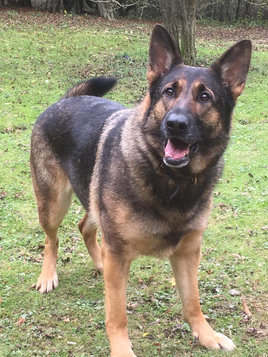 Kent Police Tactical Operations tweet media