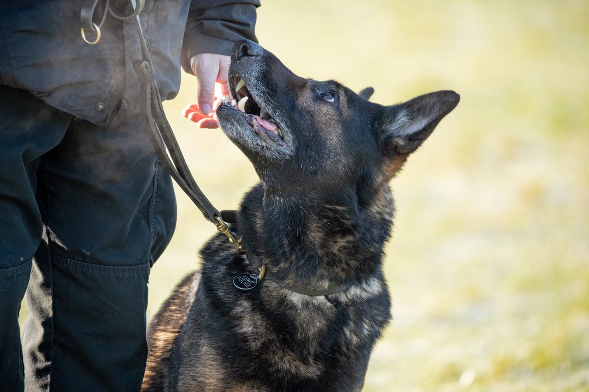 Kent Police Tactical Operations tweet media