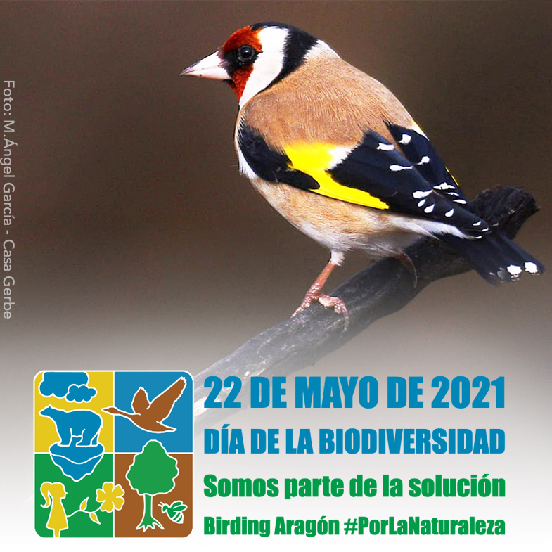 Hoy celebramos el 🌳  #DíadelaBiodiversidad con el tema #SomospartedelaSolución
🐦🐝 🐢🐬🦛   #PorLaNaturaleza en  #BirdingAragón queremos proteger y mantener, con actividades sostenibles y que reviertan en la protección de nuestro entorno. Conócenos en birdingaragon.com