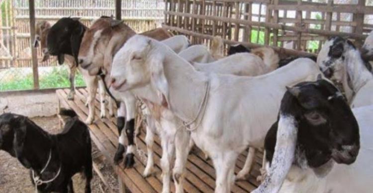 Bismilah.. Jual hewan qurban, persiapan idul adha.. Kambing, sapi, domba.. Minat silahkan dm. Free ongkir jabodetabek..