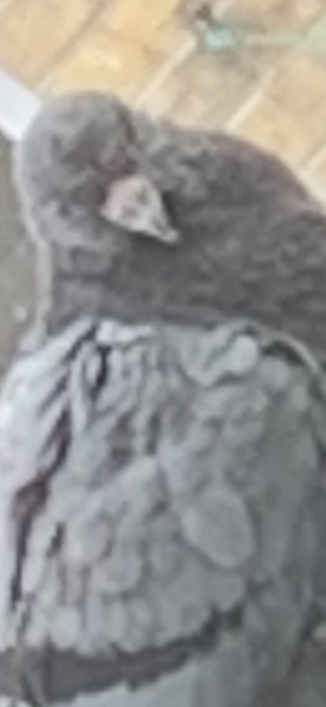 Ethan (@viiraldoyt) on Twitter photo 