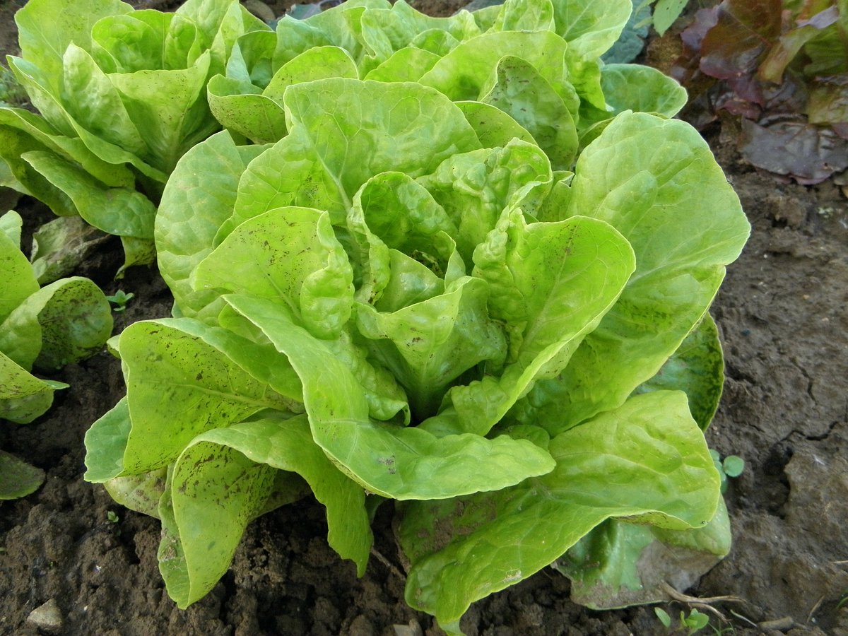 TerryLDuperon's tweet photo. Growing your own food naturally and organically helps cool the planet. Thinking of starting with Lettuce?  https://t.co/jMeJepNJM0
 #Lettuce #SustainableLiving #Springgardening #Seedstarting #gardening #cooltheplanet #NutrientDenseFood #CleanHarvestNutrients #GrowYourOwnFood https://t.co/O3EH4b7LzN