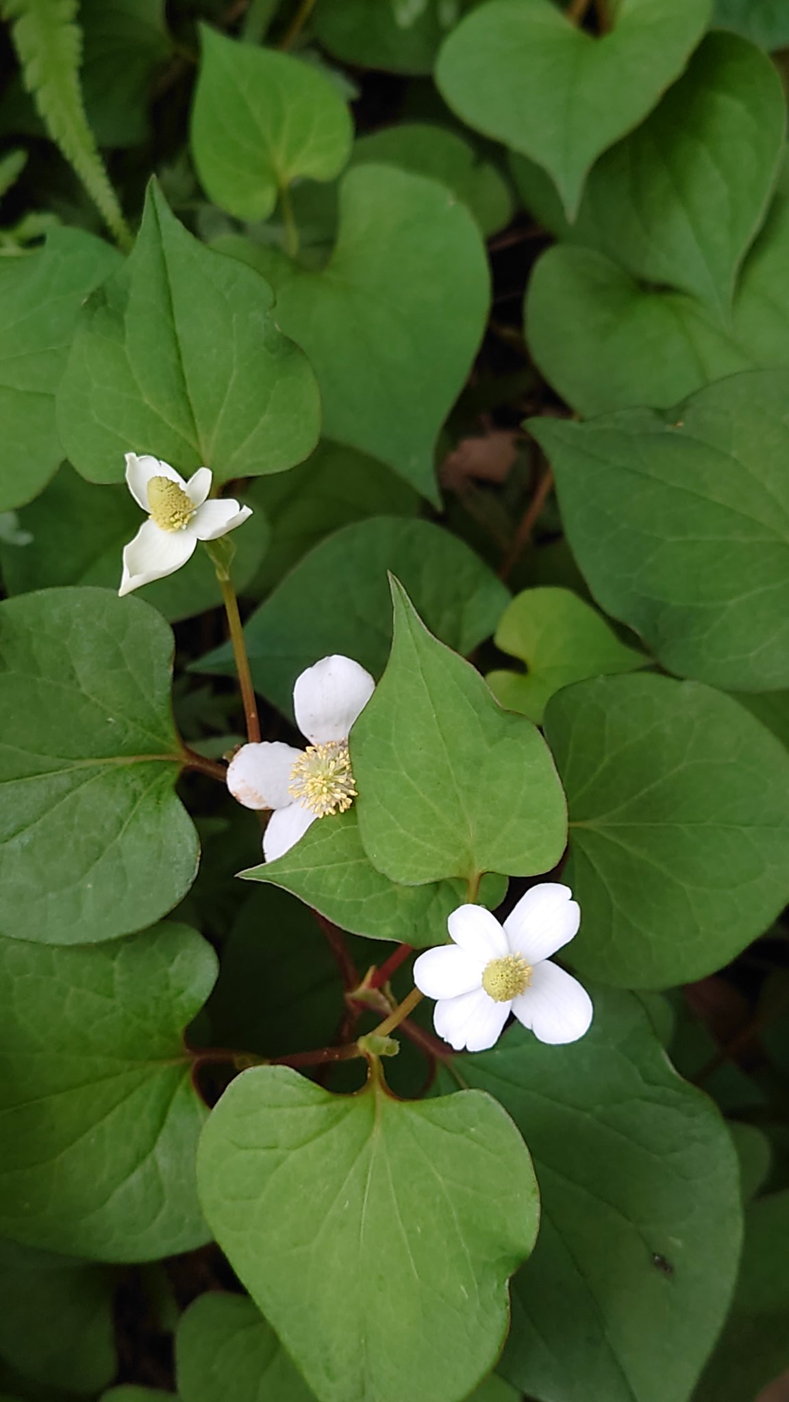 都立小金井公園 木陰などでドクダミの花が咲いています 白い 花びら は4枚が一般的ですが 中には枚数が多いものも ある気象予報士さんは5枚のドクダミを ラッキードクダミ と呼んでらっしゃいましたが 見つかるとちょっと得した気分になりますよ