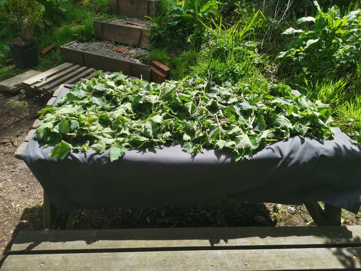 Nettle harvesting day today 🥬